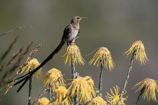 Cape Honeybird (Promerops cafer), adult, male, on flower, Protea, vigilant, Kirstenbosch Botanical Gardens, Cape Town, South Africa