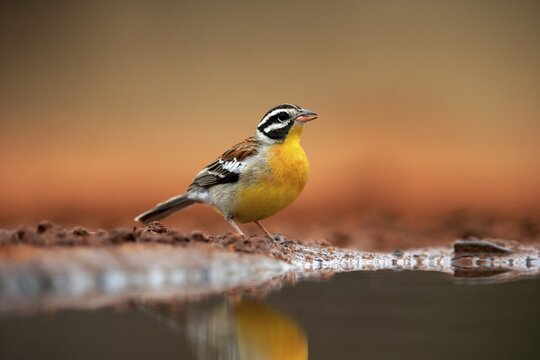 Golden-breasted Bunting (Emberiza flaviventris), adult, at the water's edge, Kruger National Park, Kruger National Park, South Africa