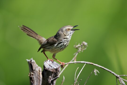 Spotted Prinia (Prinia maculosa), adult, on wait, singing, Kirstenbosch Botanical Gardens, Cape Town, South Africa