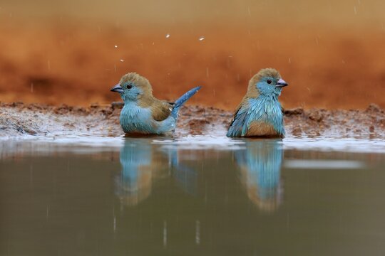 Angolan butterfly finch (Uraeginthus angolensis), blue-eared butterfly finch, adult, two birds, at the water, bathing, Kruger National Park, Kruger National Park, Krugerpark, South Africa