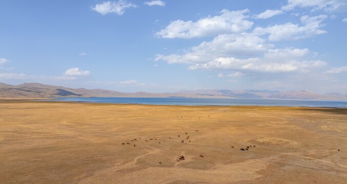 Herd of horses, Aerial view, Vast empty landscape at the mountain lake Song Kul in autumn, Moldo Too Mountains, Naryn region, Kyrgyzstan
