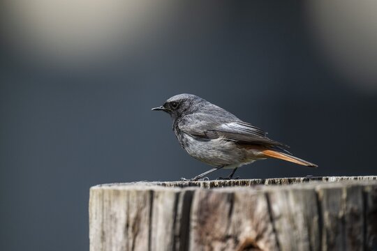 Black redstart (Phoenicurus ochruros), young bird, sitting on a tree trunk, Stuttgart, Baden-W&uuml;rttemberg, Germany