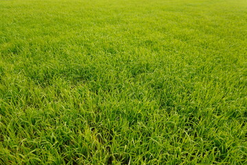 Obraz premium Vibrant Green Paddy Rice Field Panorama