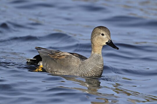 Adult gadwall (Mareca strepera), male swimming on Lake Zug, Switzerland