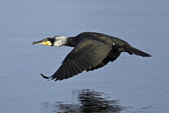 Great cormorant (Phalacrocorax carbo), in flight, Switzerland