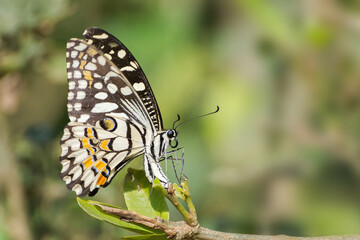 Obraz premium A beautiful common lime butterfly (Papilio demoleus) is laying eggs under the green leaf, a rare close up side view in blurred green background with beautiful pattern, West Bengal, India