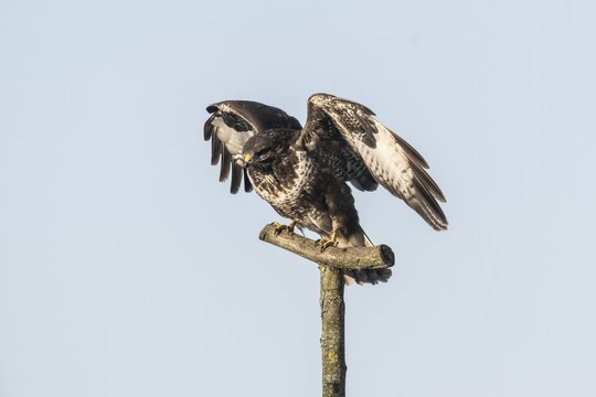 Steppe buzzard (Buteo buteo), flying off, Emsland, Lower Saxony, Germany