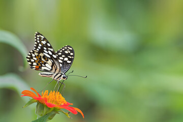Obraz premium A beautiful common lime butterfly (Papilio demoleus) is seated on the flower, a close-up side view of colourful wings in a blurred green background, West Bengal, India