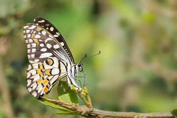 Obraz premium A beautiful common lime butterfly (Papilio demoleus) is laying eggs under the green leaf, a rare close up side view in blurred green background with beautiful pattern, West Bengal, India