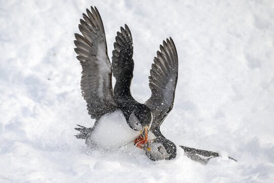 Two puffin (Fratercula arctica) fighting in the snow, Hornoya Island, Horn&oslash;ya, Vard&oslash;, Varanger Peninsula, Troms og Finnmark, Norway
