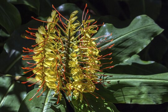 Kahili ginger (Hedychium gardnerianum), flower, Madeira, Portugal