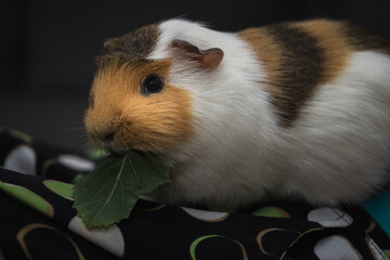 Woman hand feeds guinea pig with kohlrabi leaf while lying on sofa in living room. Fun, care with pet