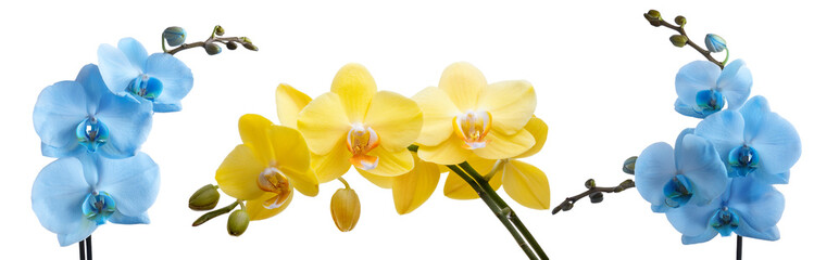 Kwiaty storczyki niebieskie i żółty, png