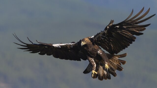 Spanish imperial eagle (Aquila adalberti), adult bird in flight in a mountainous landscape, Toledo province, Castile, La Mancha, Spain