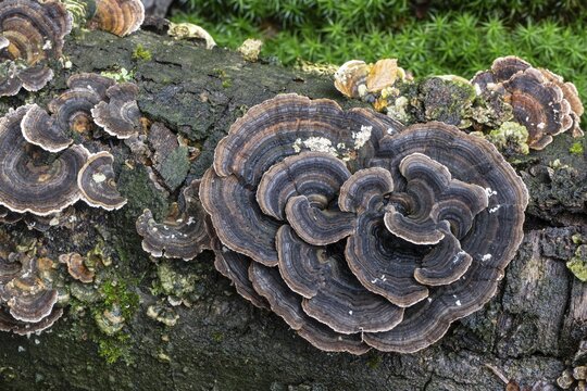 Butterfly tramete (Trametes versicolor), Emsland, Lower Saxony, Germany