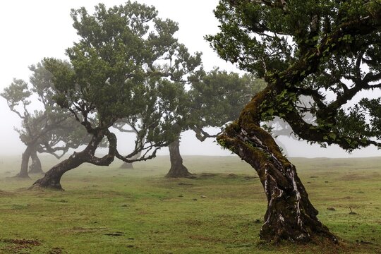 Old laurel trees in the mist, stinkwood (Ocotea foetens), old laurel forest (Laurisilva), UNESCO World Heritage Site, Fanal, Madeira, Portugal