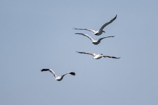 Dalmatian Pelicans (Pelecanus crispus), flying, Danube, Romania