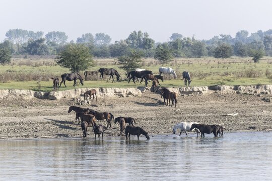 Horses (Equus caballo) on the banks of the Danube, Serbia