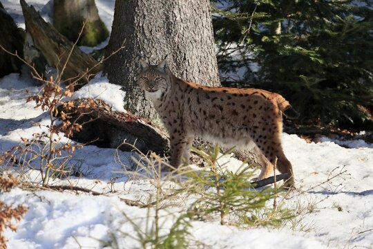 Carpathian lynx (Lynx lynx carpathicus), adult, in winter, in snow, alert, Bavarian Forest, Bavaria, Germany