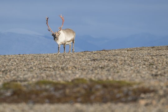 Svalbard Reindeer (Rangifer tarandus platyrhynchus), male, bull with blood-red antlers, tundra in autumn, Kapp Wijk, Svalbard, Norway