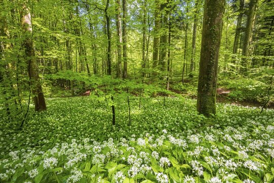 Blooming ramson (Allium ursinum), beech forest, Sihlwald near Zurich, Canton Zurich, Switzerland