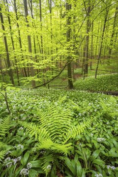 Blooming ramson (Allium ursinum), beech forest, Sihlwald near Zurich, Canton Zurich, Switzerland