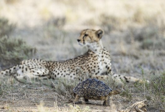 Leopard Tortoise (Stigmochelys pardalis) . Frightened and quickly rushing past a resting female cheetah (Acinonyx jubatus) which does not show any interest at all in the little chelonian. Kalahari Desert, Kgalagadi Transfrontier Park, South Africa