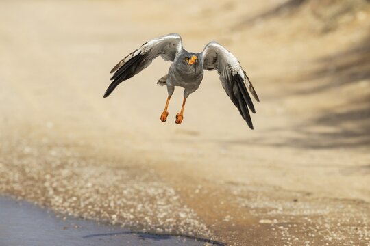 Pale-chanting Goshawk (Melierax canorus) . Flying off a rainwater pool at a gravel road. Kalahari Desert, Kgalagadi Transfrontier Park, South Africa