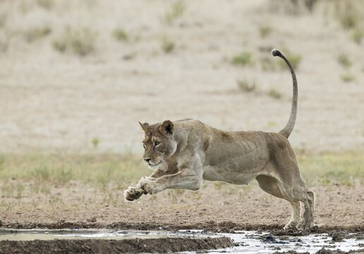 Lion (Panthera leo) . Female. Jumping over the muddy part of a waterhole. Kalahari Desert, Kgalagadi Transfrontier Park, South Africa