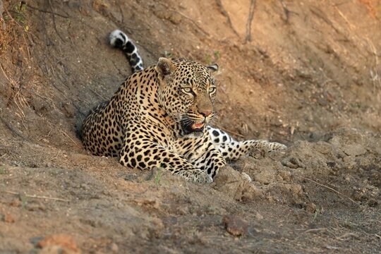 Leopard (Panthera pardus), adult, observed, alert, lying, on ground, Sabi Sand Game Reserve, Kruger National Park, South Africa