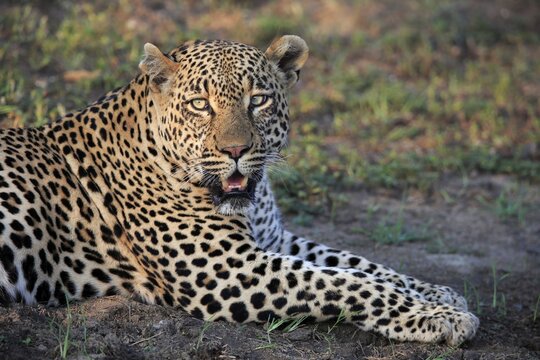 Leopard (Panthera pardus), adult, portrait, lying, on ground, Sabi Sand Game Reserve, Kruger National Park, South Africa