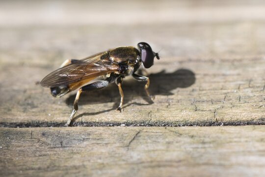 Club grasshopper (Tropedia scita), Emsland, Lower Saxony, Germany