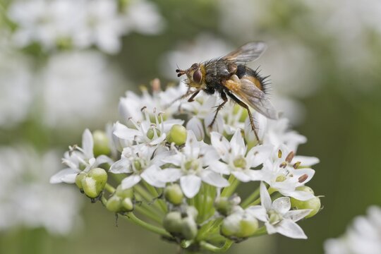 Hedgehog fly (Tachina fera), Emsland, Lower Saxony, Germany