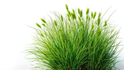 Lush green ornamental grass tuft isolated against a white background, showcasing its vibrant color and texture