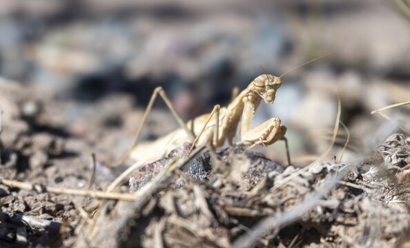 Praying mantis in dry grass, Chuy Province, Kyrgyzstan