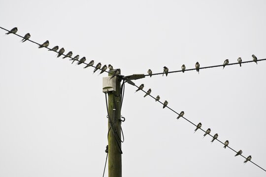 Barn swallows (Hirundo rustica) on telegraph line, Emsland, Lower Saxony, Germany
