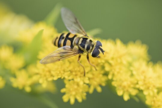 Dead head fly (Myathropa florea) on goldenrod (Solidago canadensis), Emsland, Lower Saxony, Germany