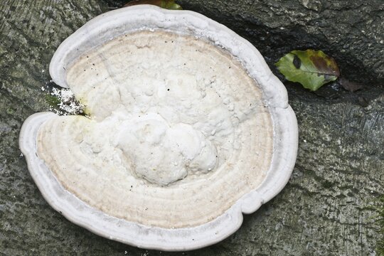 Hairy bracket (Trametes hirsuta), Emsland, Lower Saxony, Germany