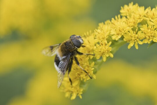 Bumblebee wedgewing (Eristalis intricaria) on goldenrod (Solidago canadensis), Emsland, Lower Saxony, Germany
