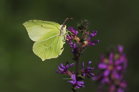 Brimstone (Gonepteryx rhamni) on flower of purple loosestrife (Lythrum salicaria), Hesse, Germany