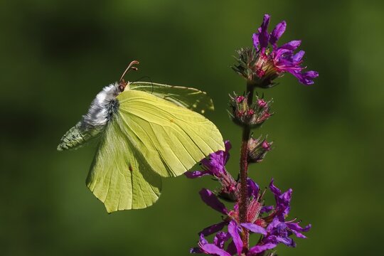 Brimstone (Gonepteryx rhamni) approaching flower of purple loosestrife (Lythrum salicaria), Hesse, Germany