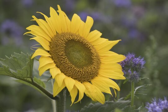 Sunflower (Helianthus annuus) and scorpion-weed (Phacelia), Emsland, Lower Saxony, Germany