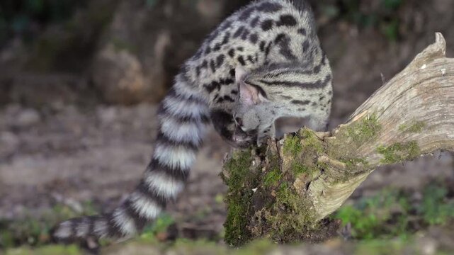 A wild Genet (Genetta genetta) search food an looking for prey, hunting, moves in a natural forest environment habitat, showing agility, balance, and natural behavior of a nocturnal predator.