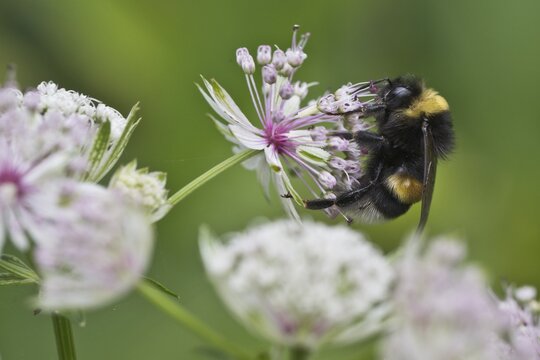 White-tailed bumblebee (Bombus lucorum) on Starthistle (Astrantia major), Emsland, Lower Saxony, Germany