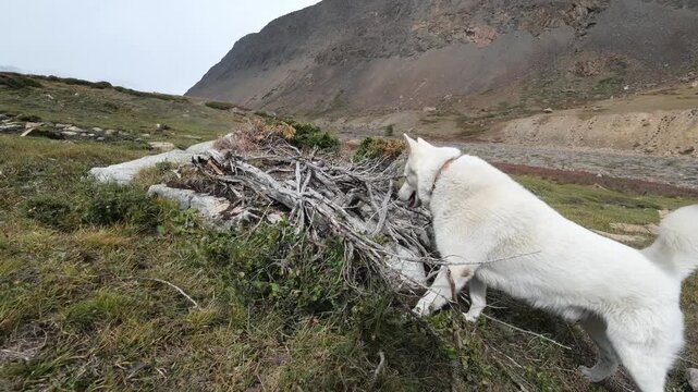 Raw unedited footage: large white dog hunting in a mountain gorge. Active dog digging a hole near shrubs roots in wilderness. Scenic autumn mountains landscape with hunting pet behavior.