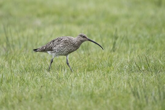 Eurasian curlew (Numenius arquatus), Lower Saxony, Germany