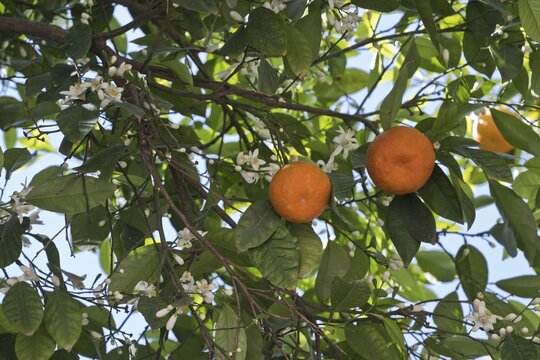 Bitter orange, bitter orange (Citrus x aurantum), Seville, Andalusia, Spain