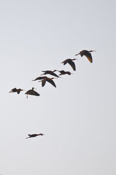 Glossy ibises (Plegadis falcinellus), troop flying, Coto de Donana, Spain