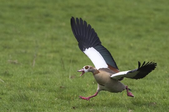 Egyptian goose (Alopochen aegyptiacus), attacking rival, Hesse, Germany