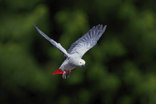 Grey parrot (Psittacus erithacus timneh), adult, flying, captive